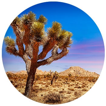 joshua-tree