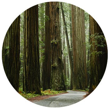 redwood trees