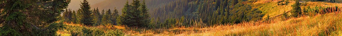 a plain of grass in the mountains with trees