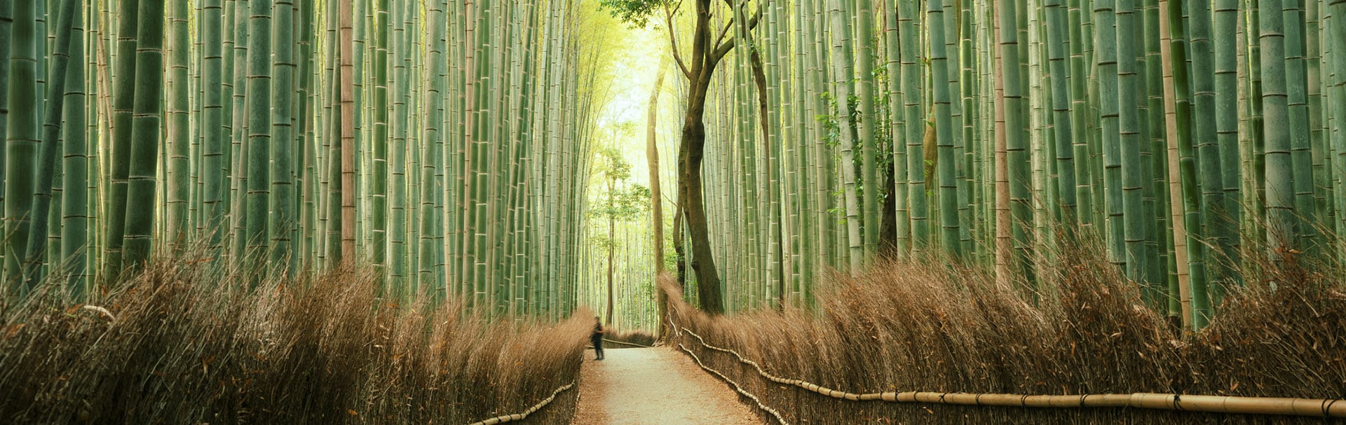 Grove of bamboo trees